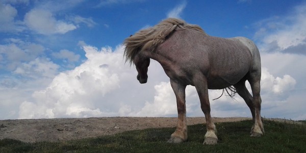 Pegasus